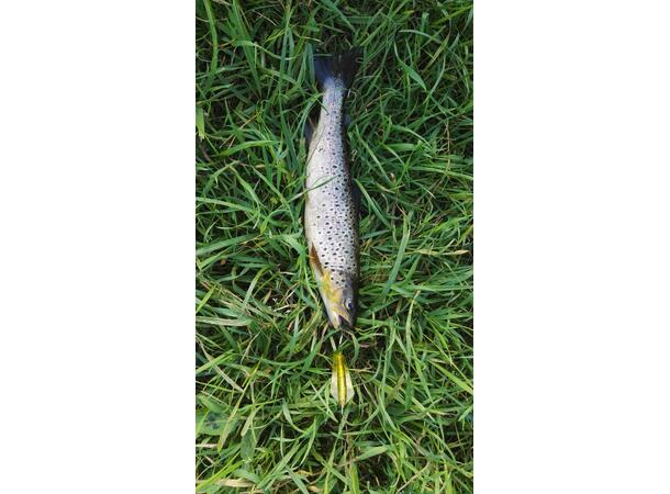 Tasmanian Devil S12 Sunburst - 13.5gr 