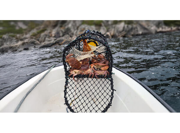 Krabbe/Hummerteine enkel 62x44x41 cm - 5,5mm - 6kg 