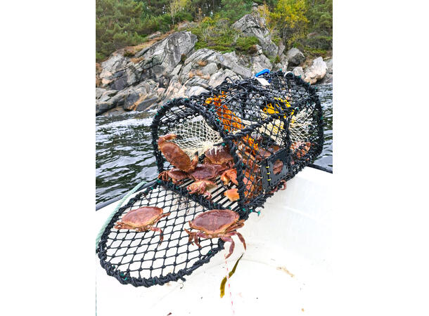 Krabbe/Hummerteine enkel 62x44x41 cm - 5,5mm - 6kg 