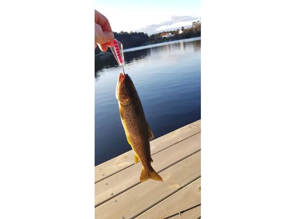 Tasmanian Devil 55 Pink Panther - 26gr 