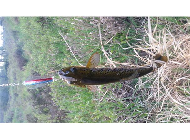 Tasmanian Devil N45 Rainbow Trout - 20gr