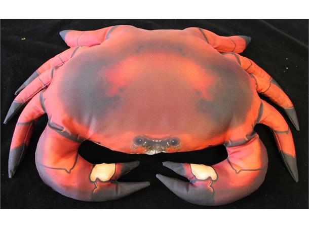 Pute Krabbe 60cm Cancer Pagurus Pute