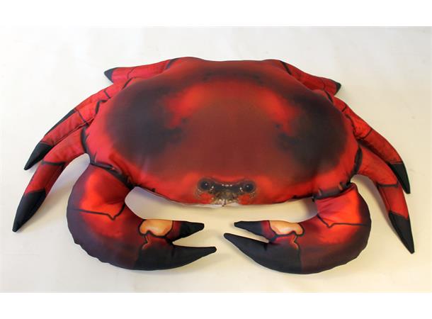Pute Krabbe 60cm Cancer Pagurus Pute