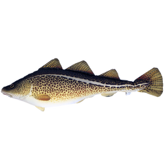 Fiskepute - Torsk Gadus Morhua - 75 cm