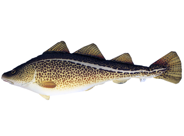 Fiskepute - Torsk Gadus Morhua - 75 cm 