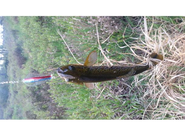 Tasmanian Devil 45 Rainbow Trout - 13.5gr 