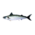 Fiskepute - Makrell Scomber Scombrus - 60 cm