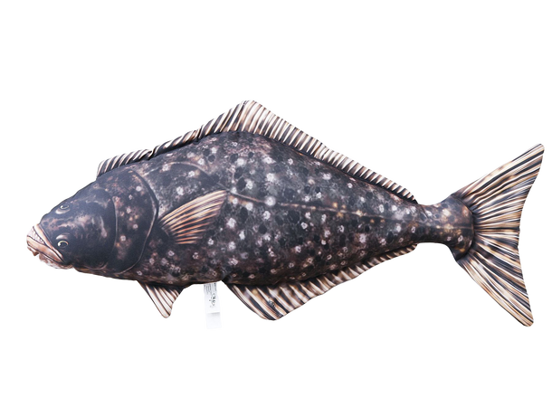 Fiskepute - Kveite Hippoglossus hippoglossus - 72 cm 
