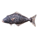 Fiskepute - Kveite Hippoglossus hippoglossus - 72 cm