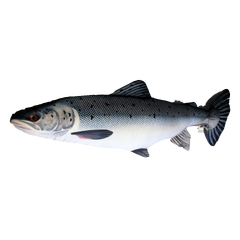 Fiskepute - Laks Salmo Salar - 90 cm