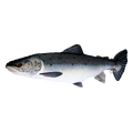 Fiskepute - Laks Salmo Salar - 90 cm