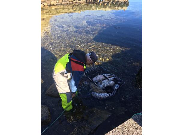 Fisketeine / Havteine Stor 130 x 80 x 120mm  -  9,0kg 